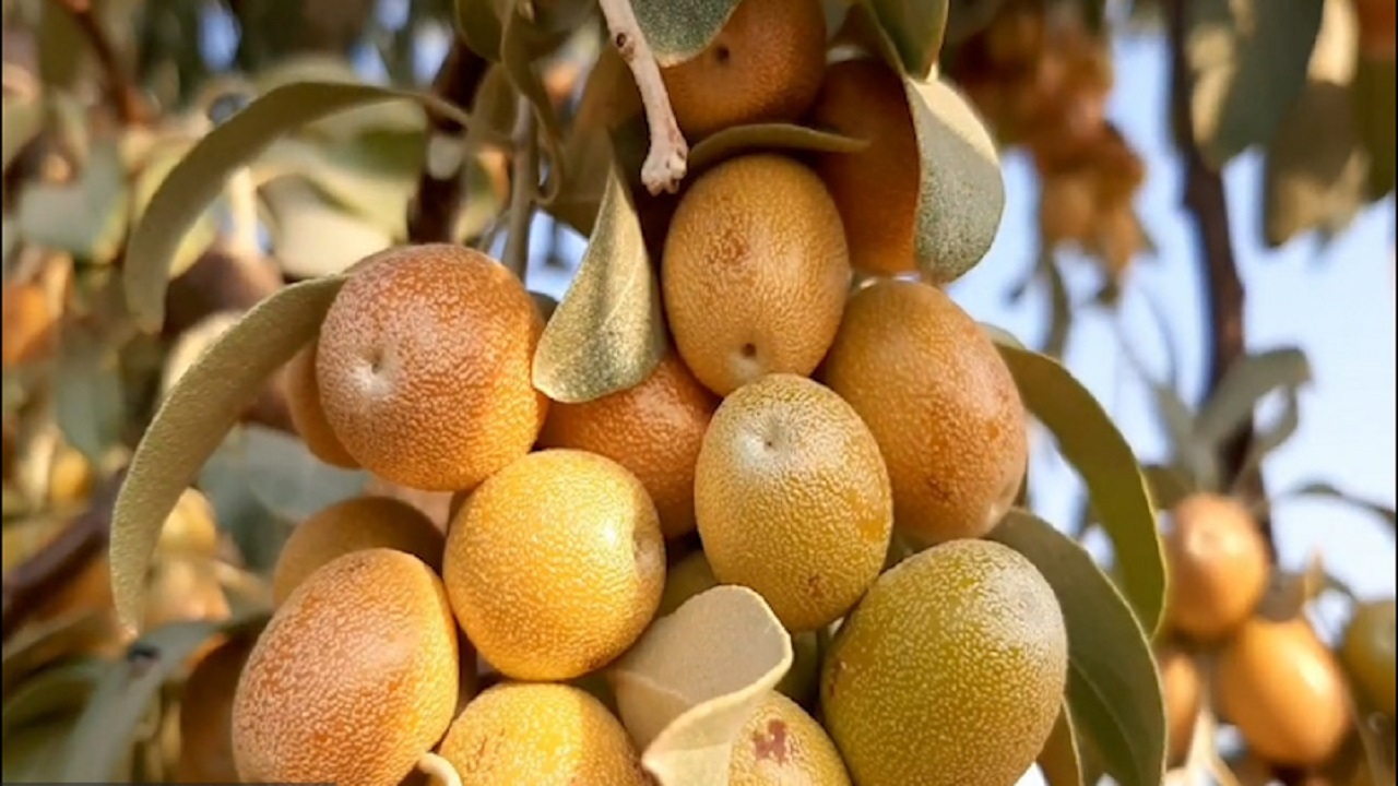 آغاز برداشت سنجد در خور و بیابانک