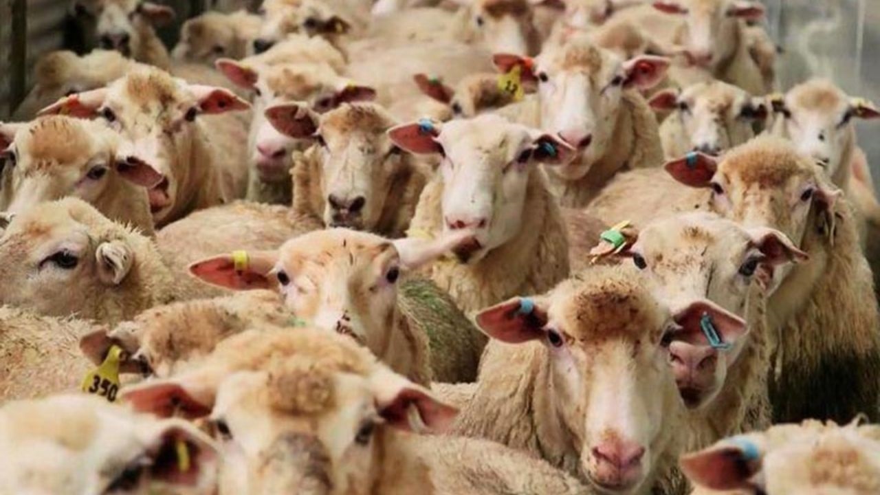 کشف دام قاچاق در یزد