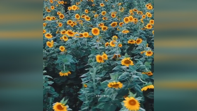 مزرعه زیبای گل آفتابگردان در تاکستان + فیلم