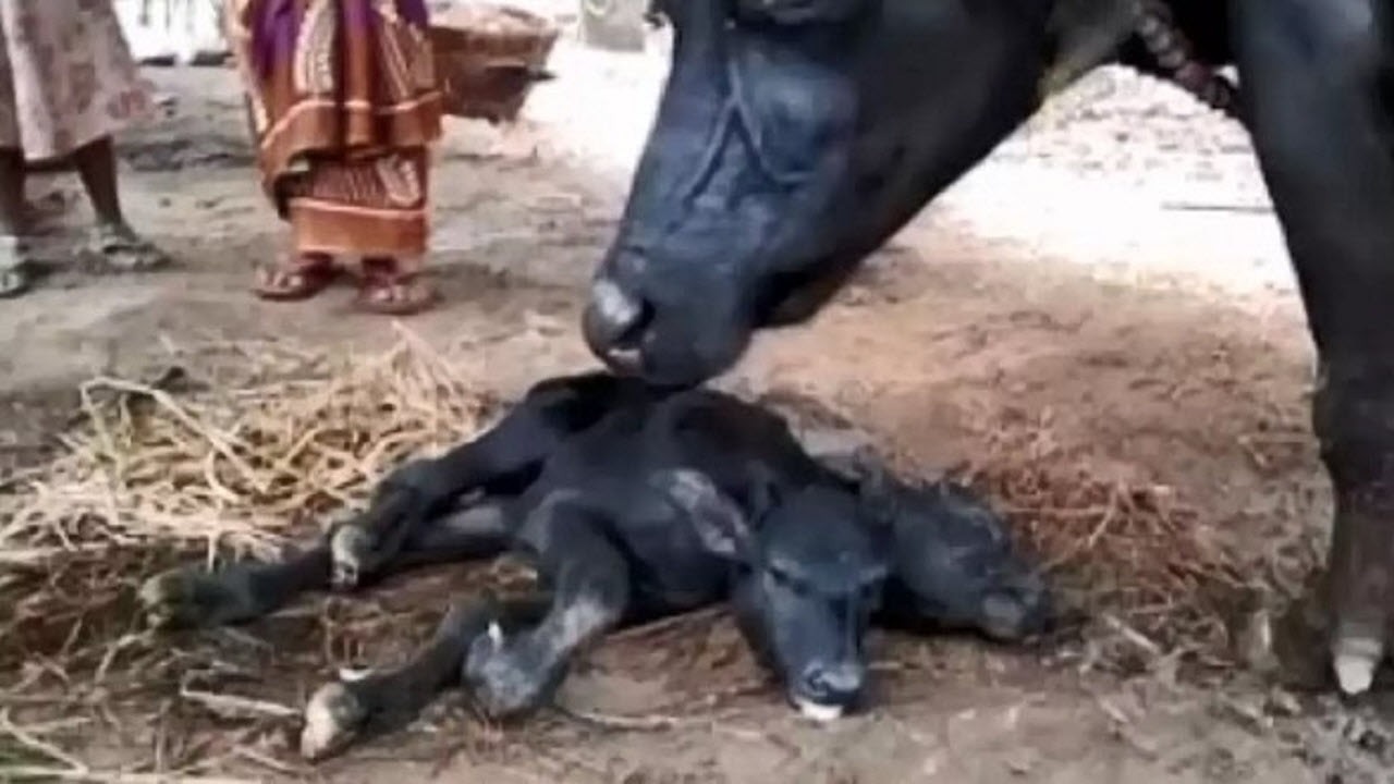 تولد گوساله ای نادر و عجیب در هند