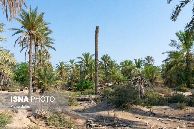 نخلستان