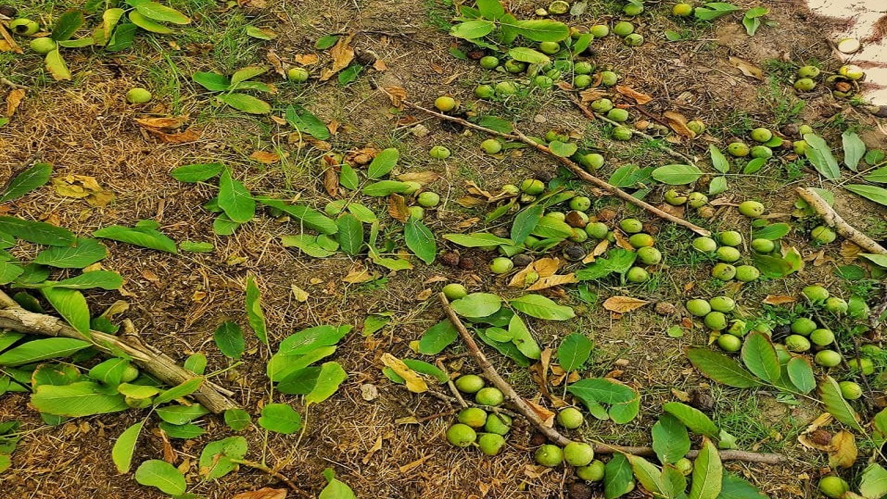 برداشت گردو از باغات روستای قاضی‌جهان شروع شد + فیلم و تصاویر