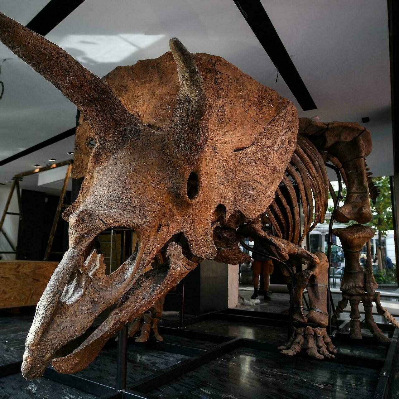 تصویر اسکلت Triceratops تصویر اسکلت Triceratops