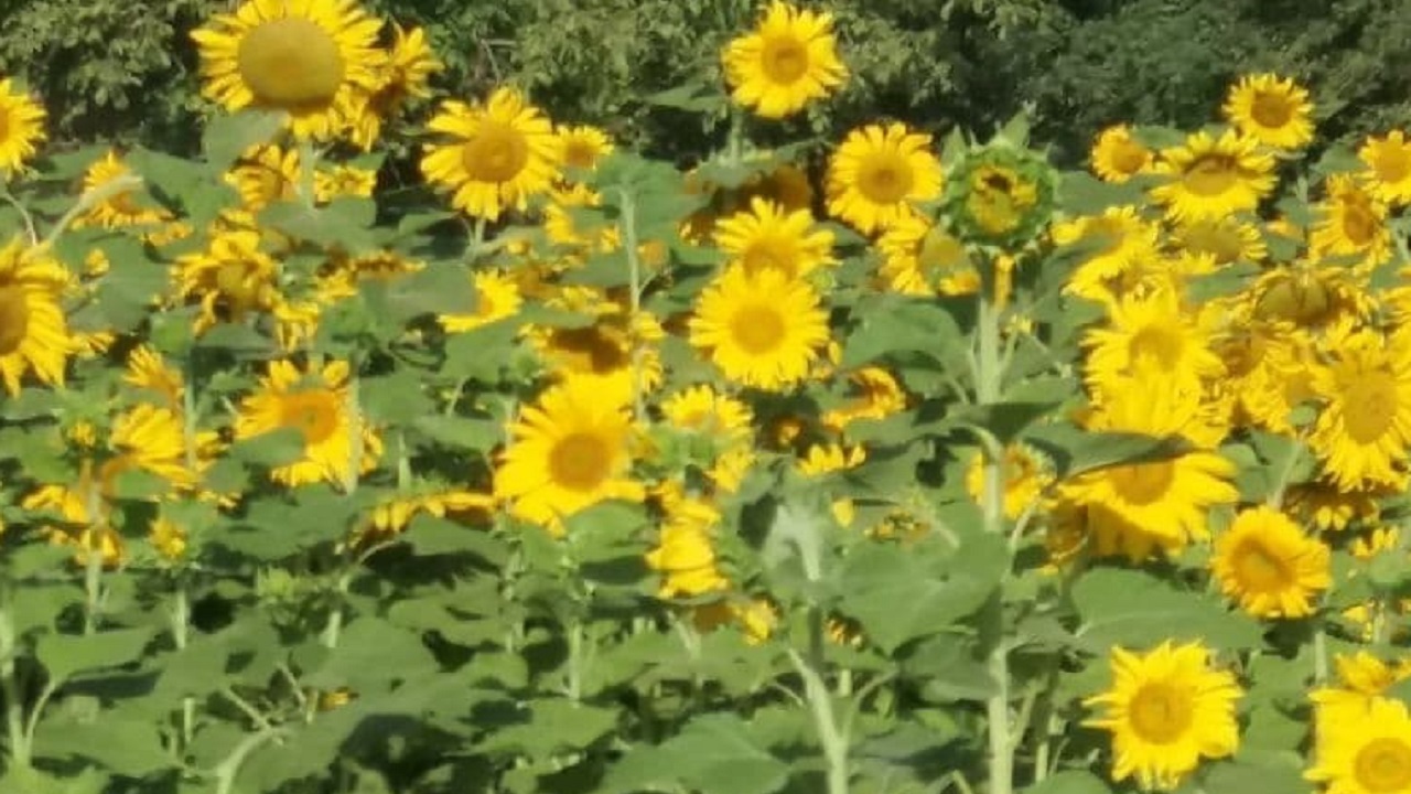 تصاویری از مزارع آفتابگردان روستای اوردکلو