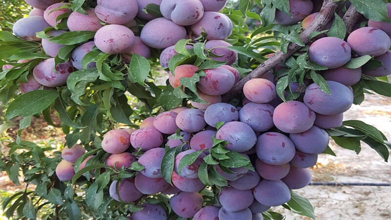 بیش از ۵۰ درصد درآمد ارزی بخش کشاورزی به باغبانی مربوط است