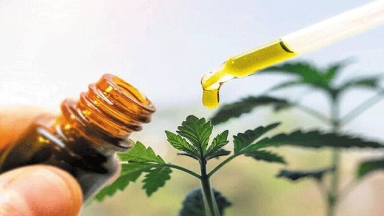پالمیناویر، نوش داروی گیاهی که آبی برآتش کرونا است/ وقتی طبیعت به داد درمان می‌رسد