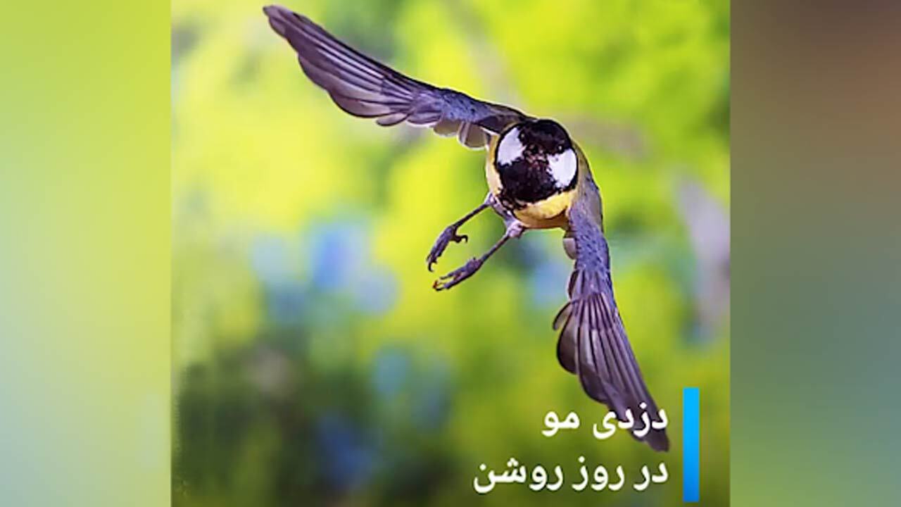 کندن موی جانوران زنده برای ساختن لانه! + فیلم