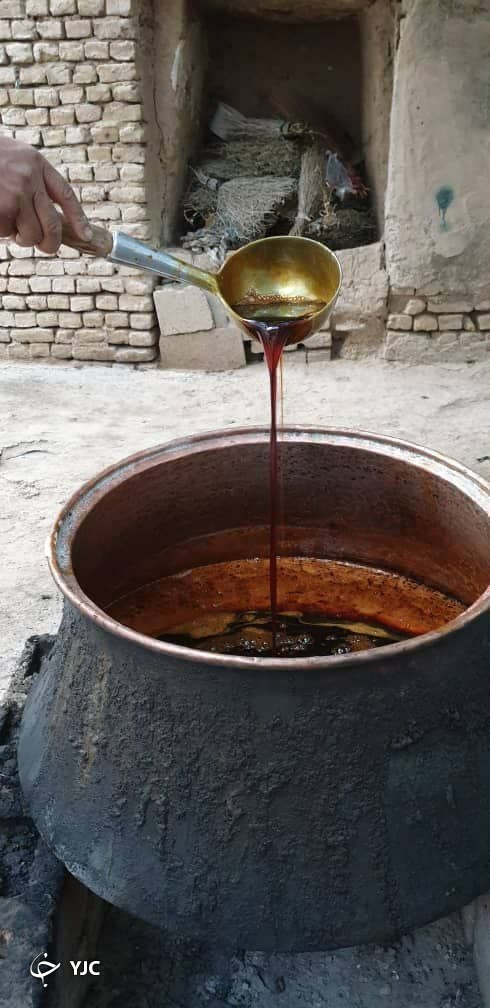 آغاز برداشت یاقوت&zwnj;های خوشرنگ در کاشمر+ تصاویر
