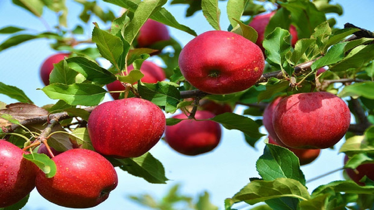 افزایش برداشت سیب درختی در کهگیلویه و بویراحمد