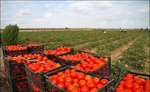 مزارع گوجه فرنگی مزارع گوجه فرنگی