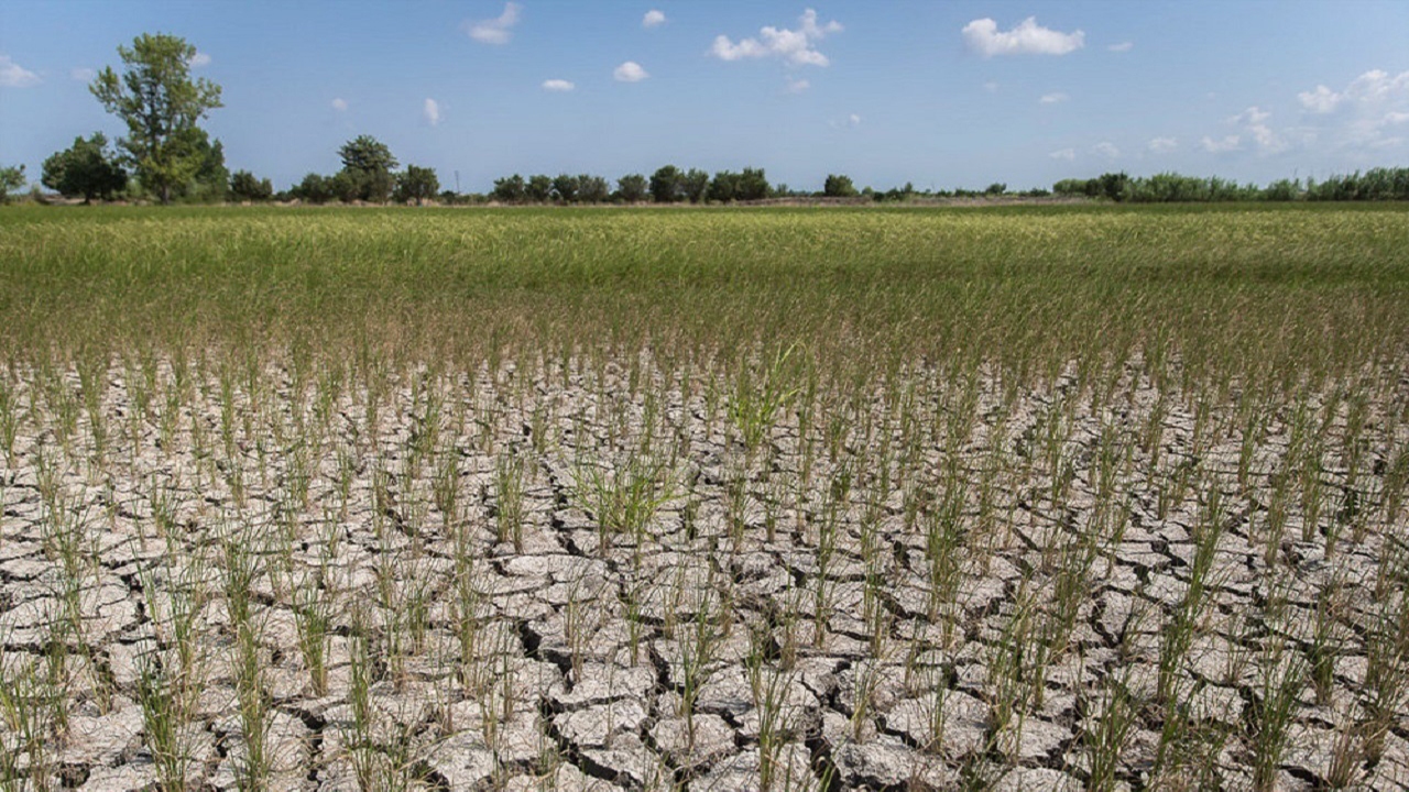 خسارت خشکسالی به هزار هکتار از اراضی کشاورزی گیلانغرب