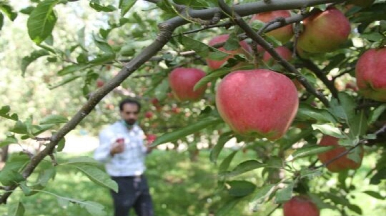 باغداران استان مرکزی سخت مشغول چیدن سیب پاییزه