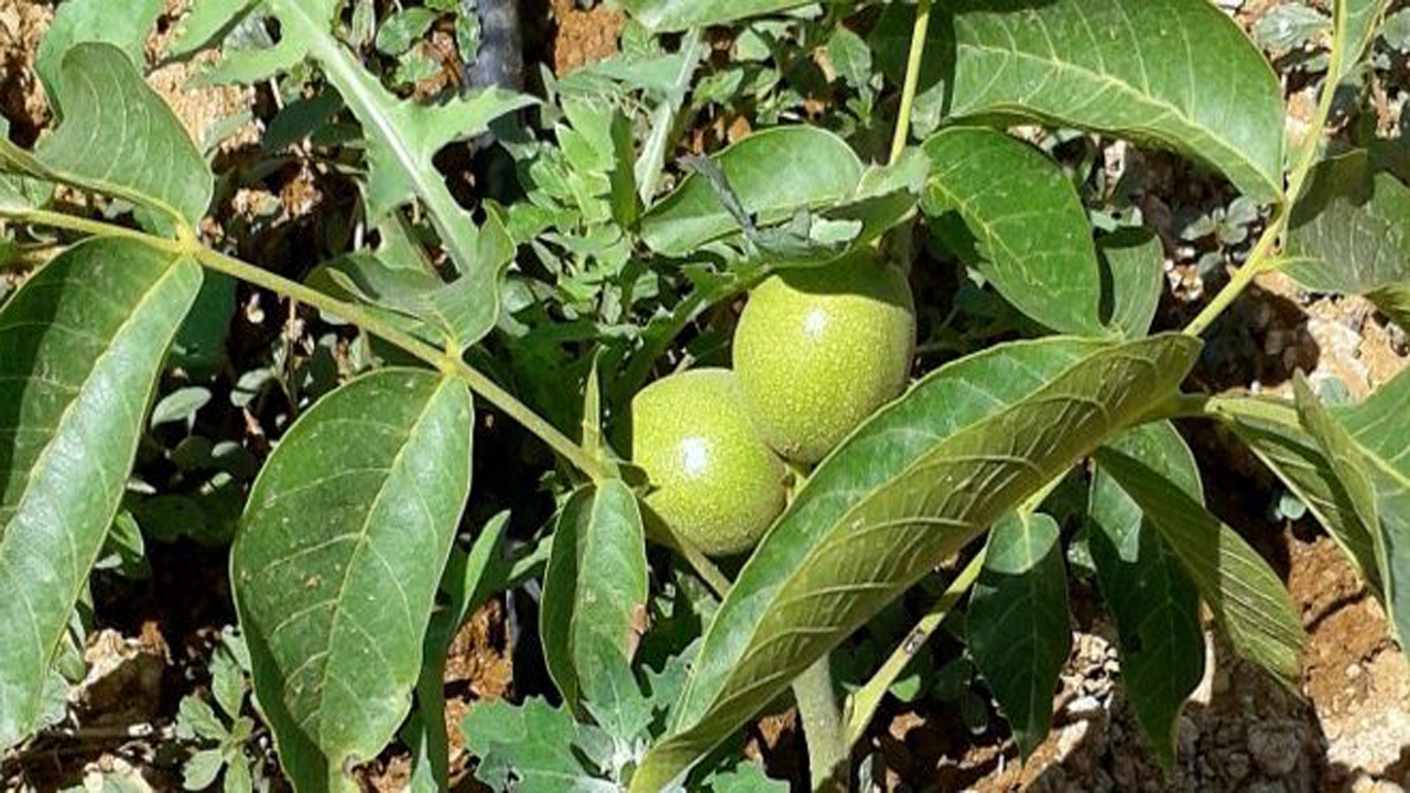 پیش بینی برداشت حدود ۱۶ هزار تن گردو در کرمان
