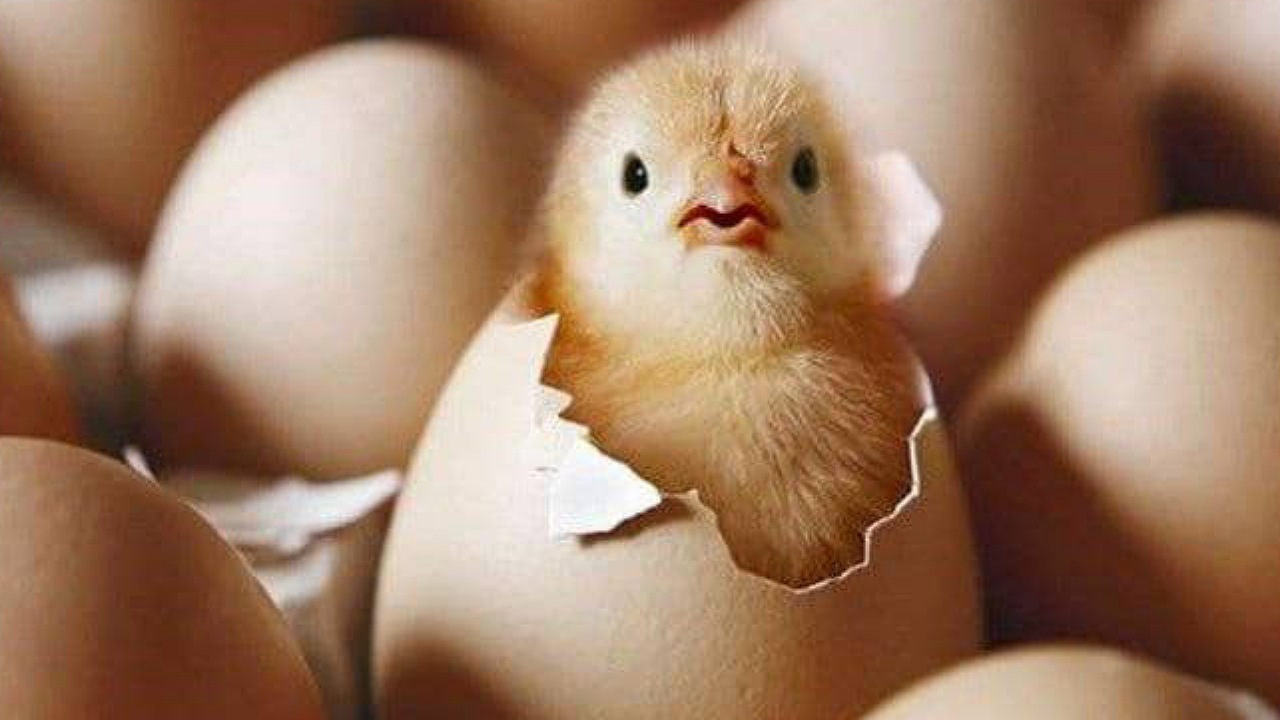 افزایش ۱۰ درصدی جوجه ریزی نسبت به سال گذشته در اصفهان