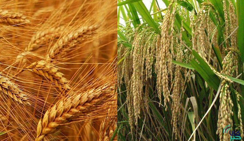 برنج و گندم، نان صنعت فارس را آجر کردند/ رویایی به اسم فرآوری