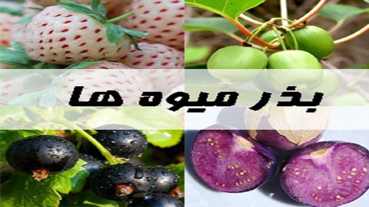 بذر گیاه در بازار چقدر قیمت دارد؟