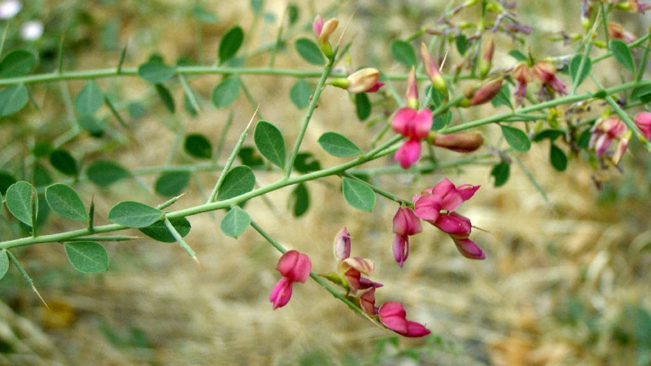 ترنجبین؛ گیاهی با خواص درمانی بی‌شمار /جمع آوری ترنجبین از اراضی تربت جام آغاز شد