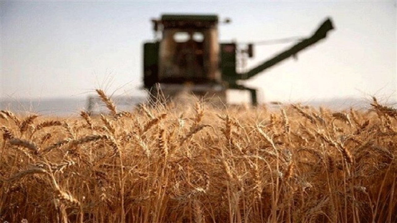 خروج غیرمجاز گندم از میامی مصداق قاچاق است