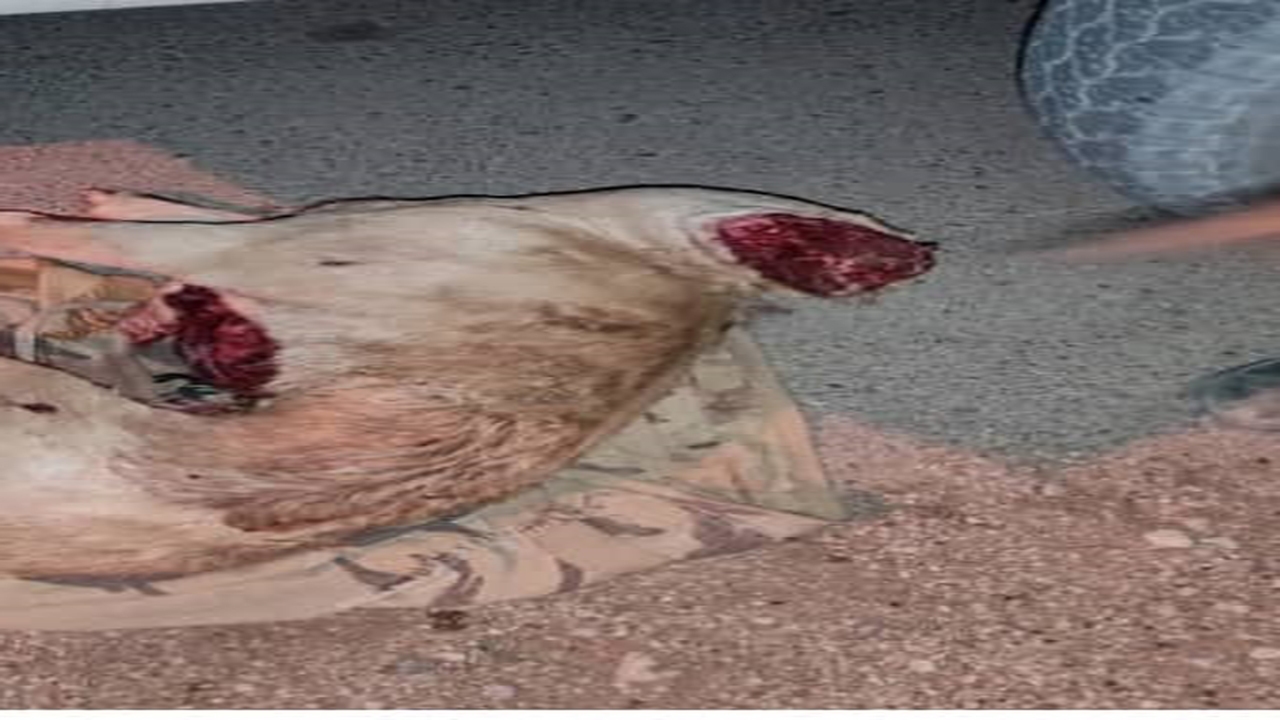 دستگیری شکارچی غیر مجاز یک راس قوچ وحشی در استهبان
