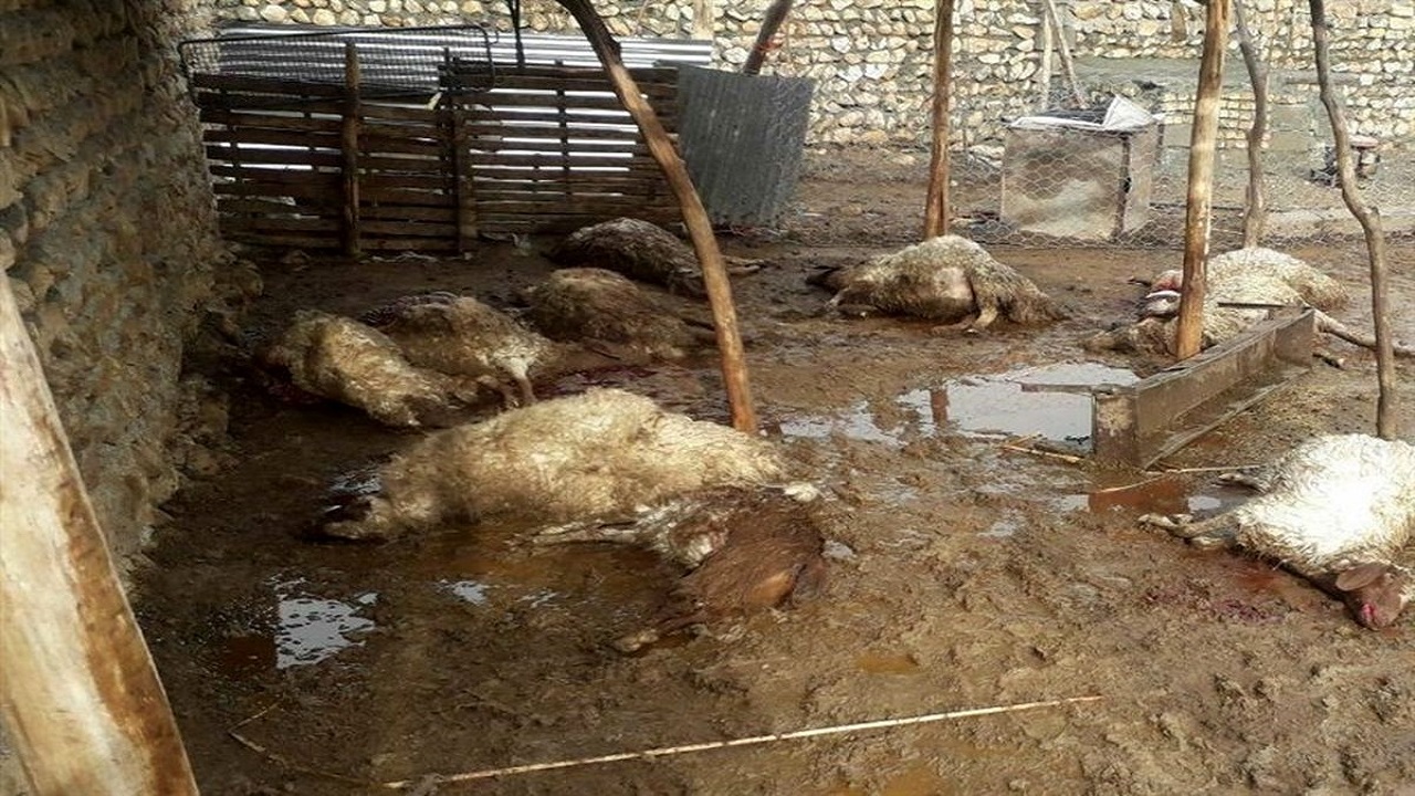 توزیع واکسن آبله تقلبی در گناباد صحت ندارد
