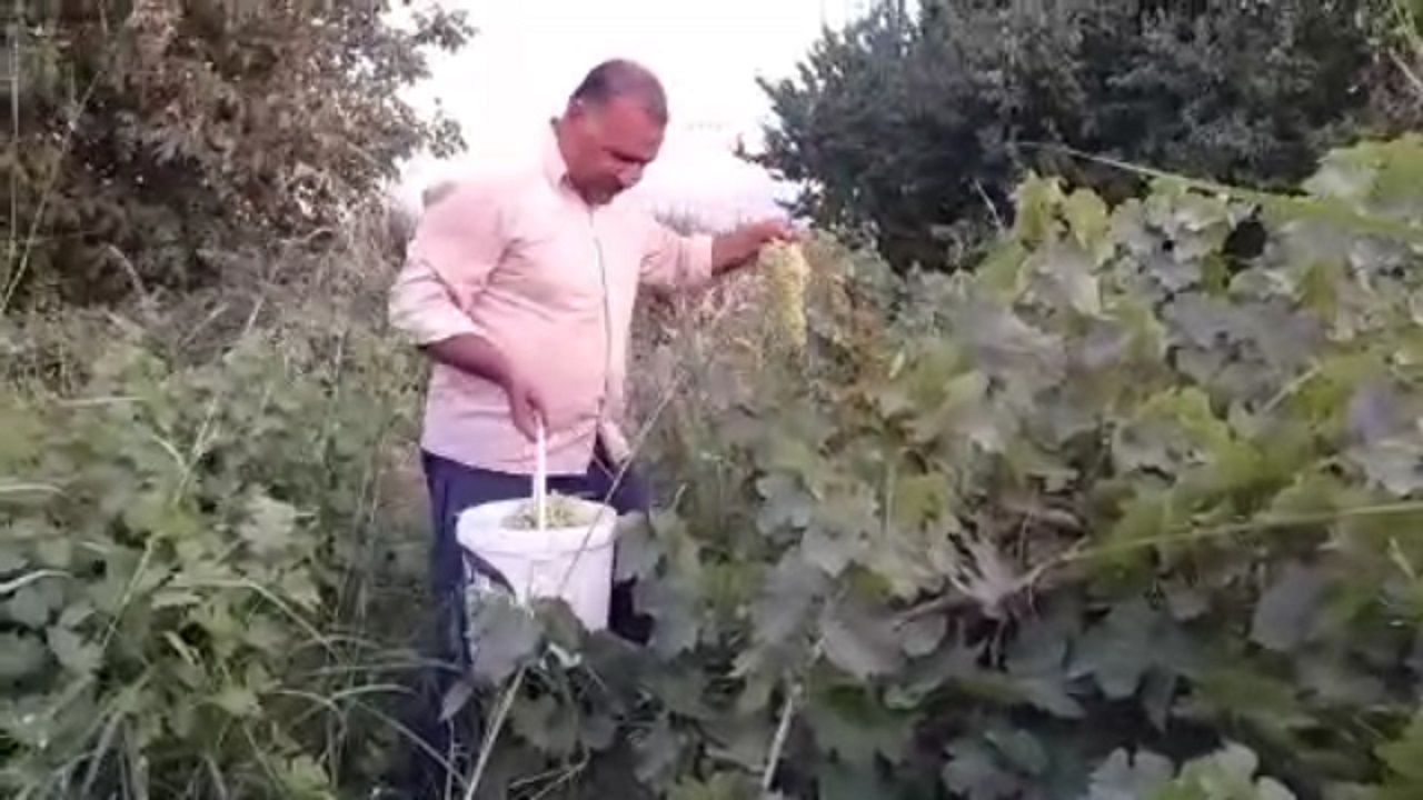 برداشت انگور در روستای تکه آغاز شد + فیلم