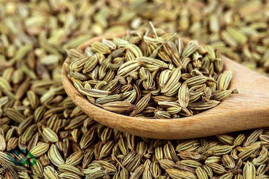 تولید گیاه داروئی زنیان در مزارع بیضاء