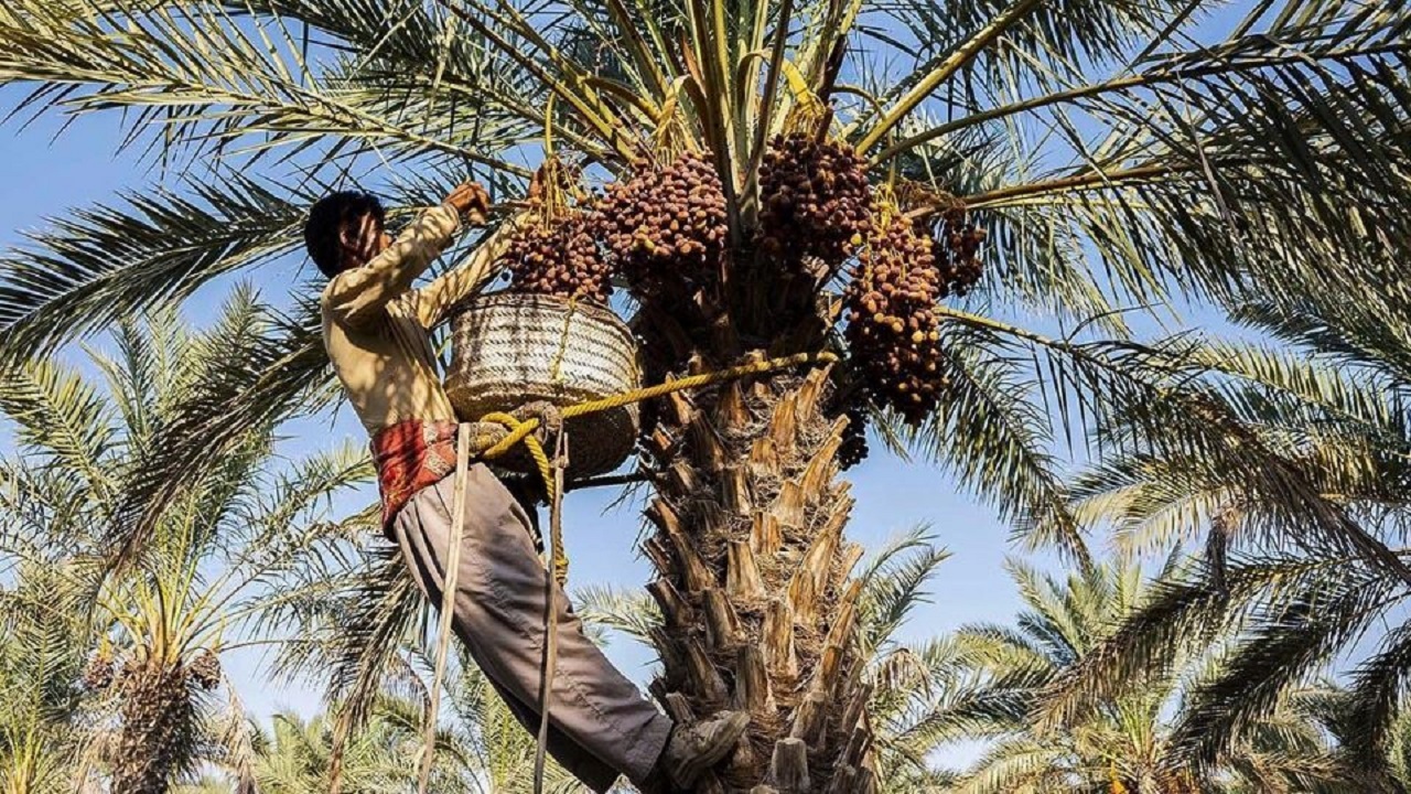 برداشت خرما از نخلستان های آبادان و خرمشهر آغاز شد