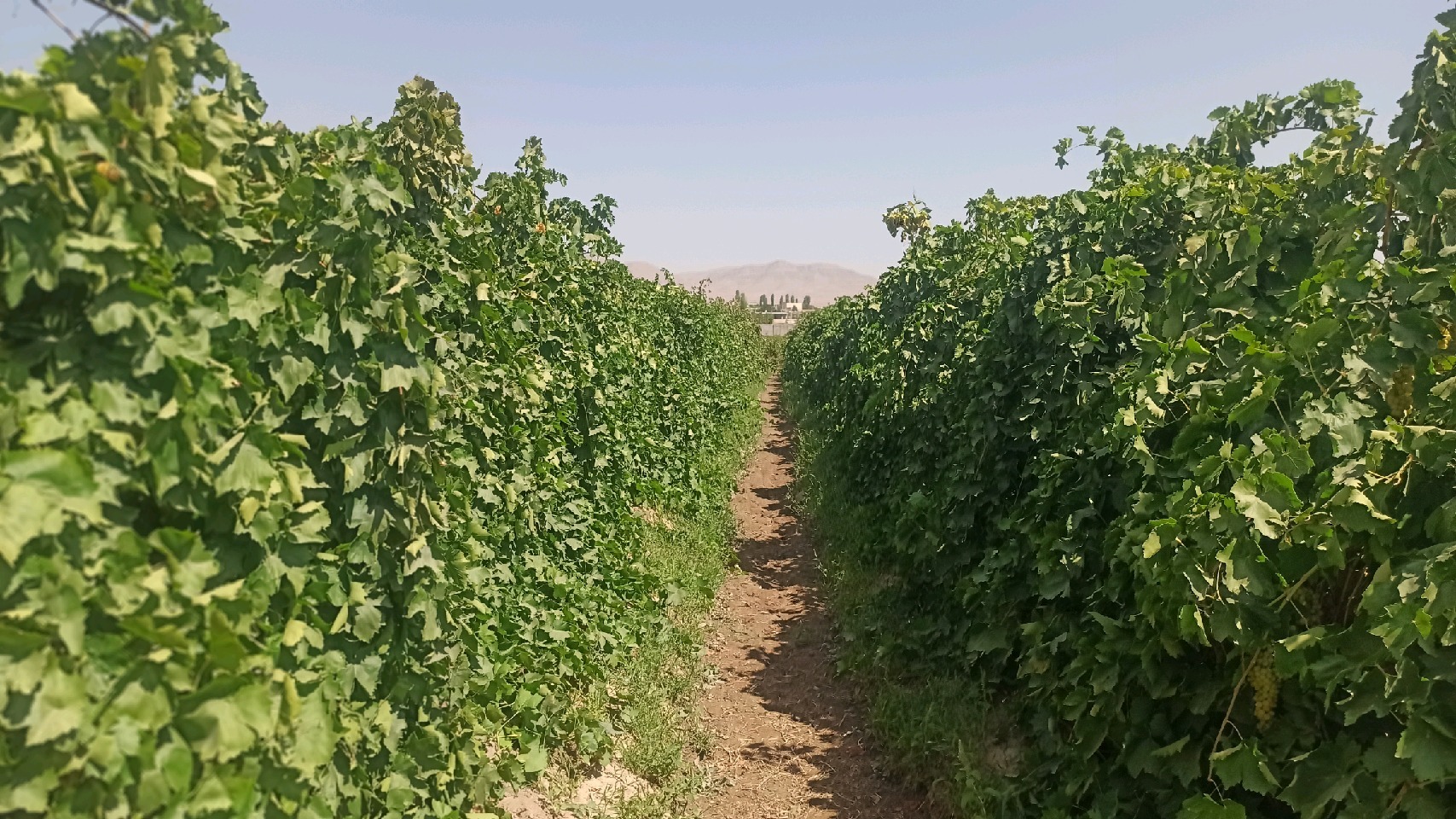 طعم انگور و کشمش قوچان زیر زبان مردم آسیای میانه می&zwnj;رود+ تصاویر