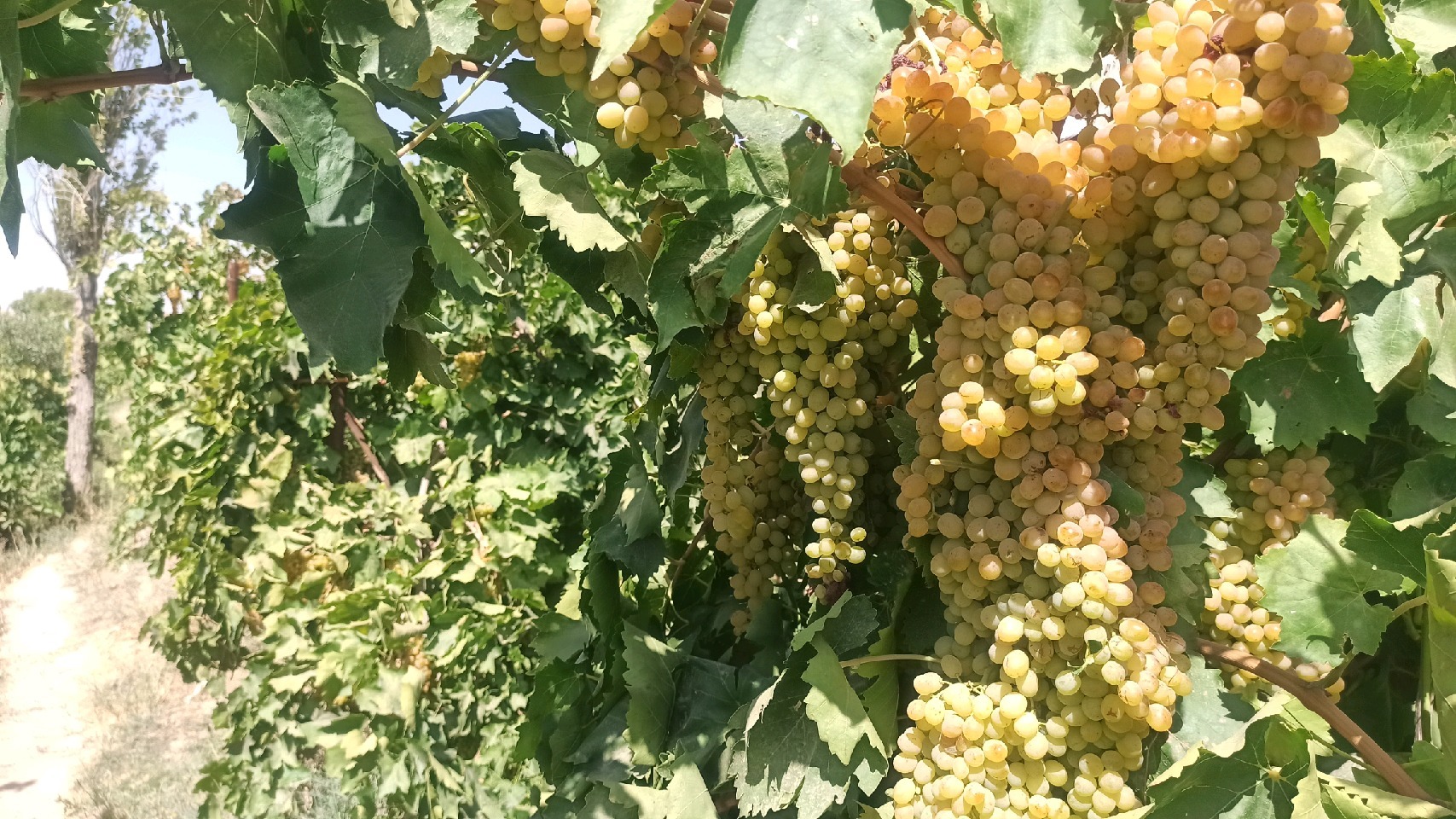 طعم انگور و کشمش قوچان زیر زبان مردم آسیای میانه می&zwnj;رود+ تصاویر