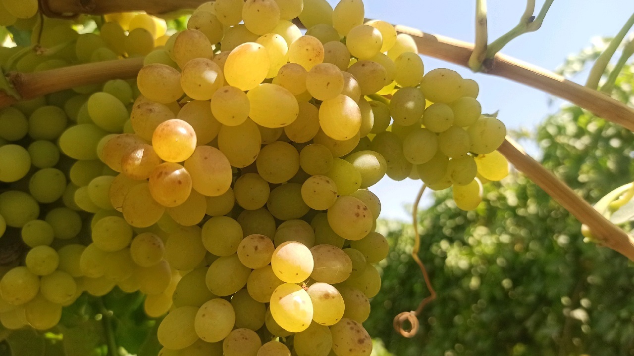 طعم انگور سلطانی از قوچان تا آسیای میانه می‌رود+ تصاویر