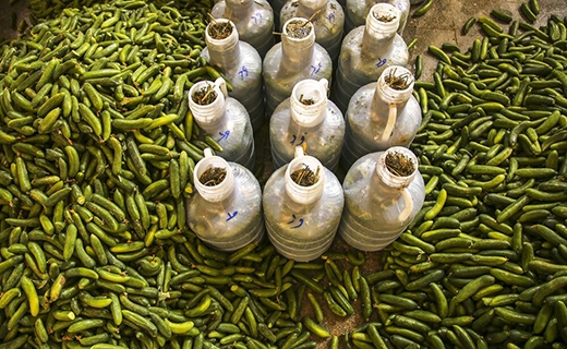 وقتی شوری، شیرینی اشتغال را به ارمغان می&zwnj;آورد