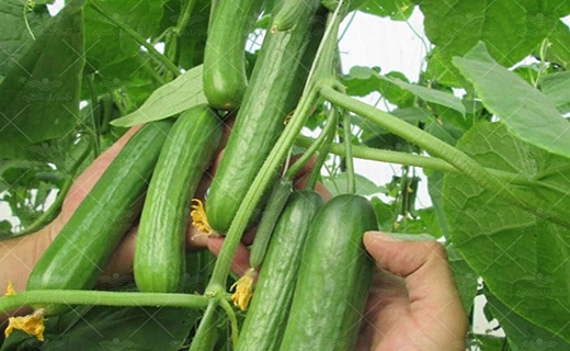 برداشت میوه