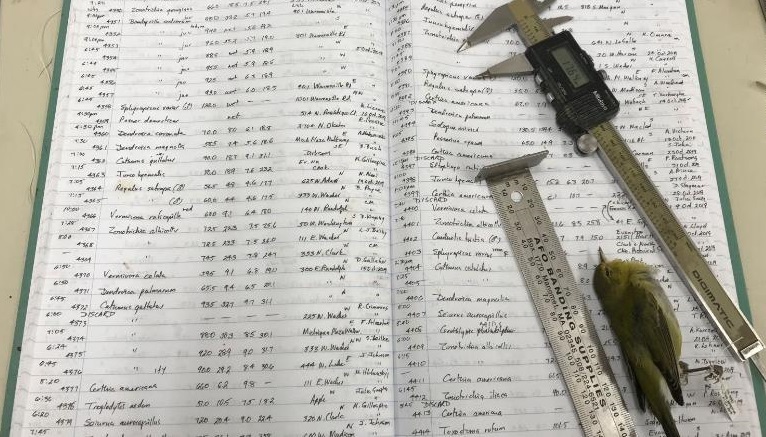 حیواناتی در واکنش به تغییرات آب و هوایی تغییر شکل می&zwnj;دهند