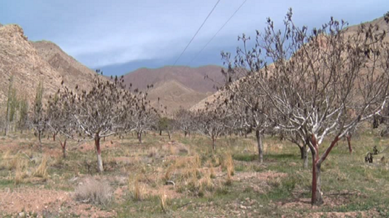 خسارت ۹۰۰ میلیارد تومانی به باغات استان سمنان