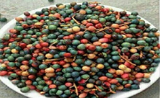 درختان بنه