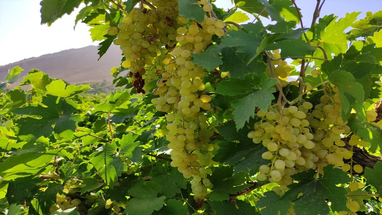 آغاز برداشت انگور از تاکستان‌های چهارمحال و بختیاری + تصاویر