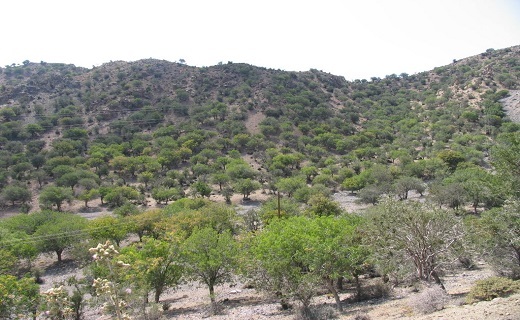 درختان جنگلی