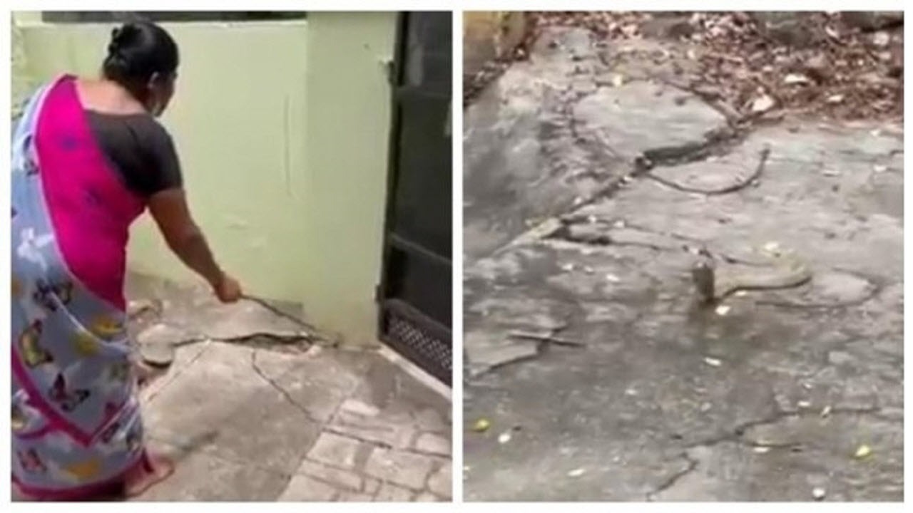 خونسردی عجیب زن هندی در مواجهه با مار کبرا! + فیلم