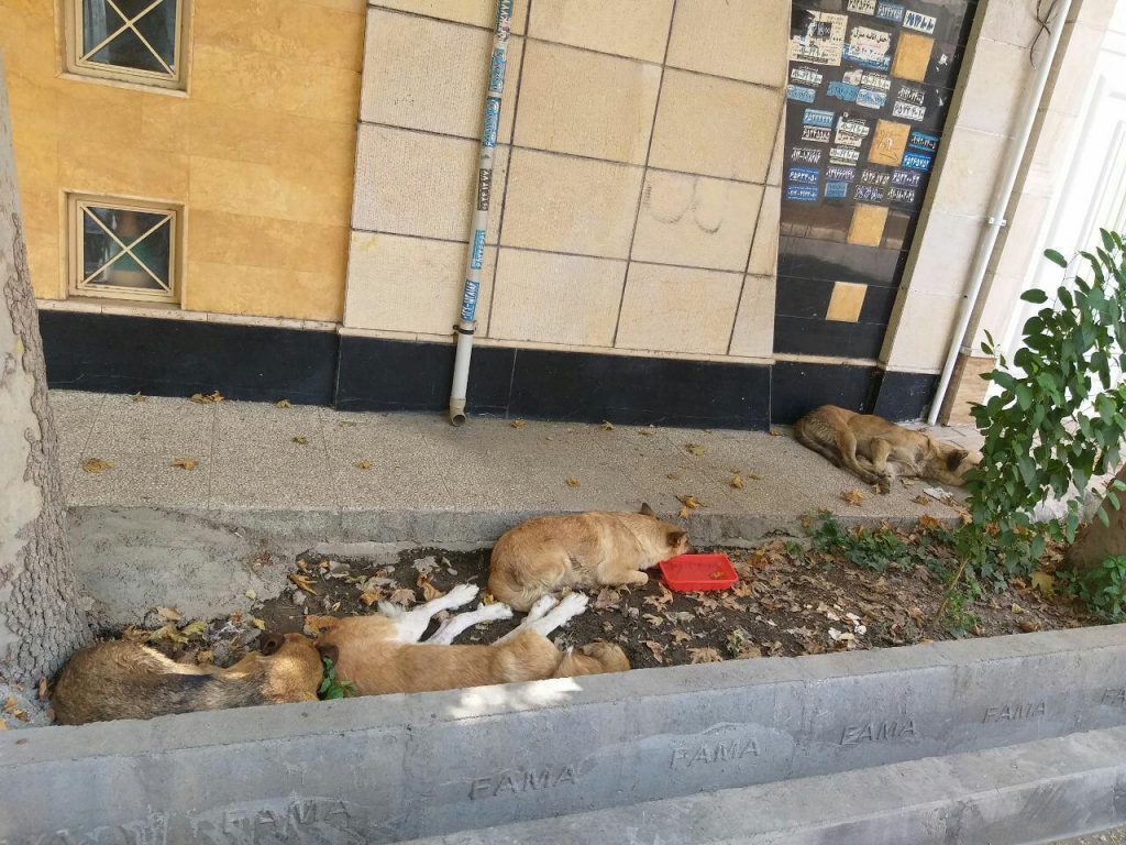 استراحت سگ های بلاصاحب در مناطق مسکونی