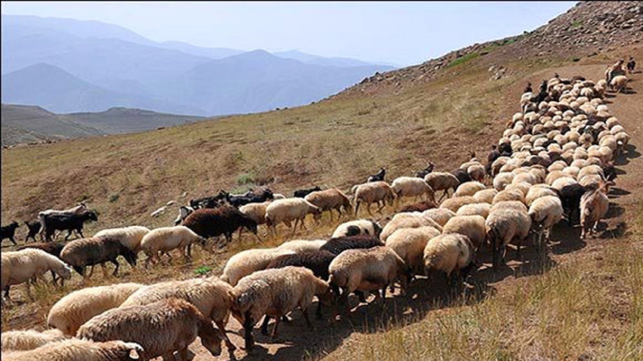 تمدید مهلت پروانه چرای مرتع داران اردکان