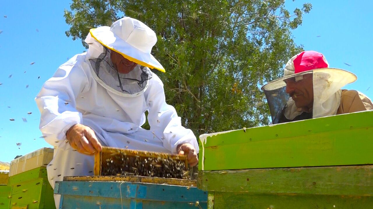 طرح پایش عسل در شهربابک اجرا شد