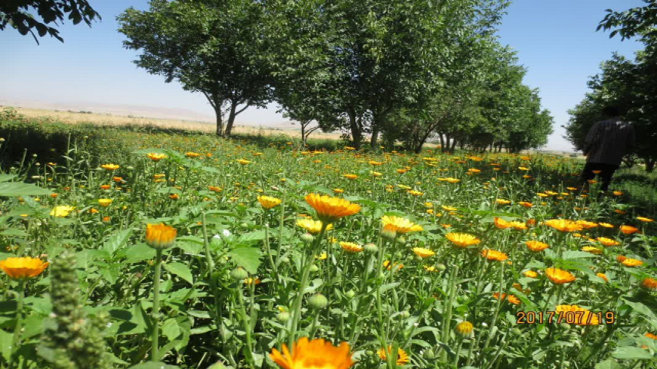 افزایش ۲۳۰ هکتار به سطح زیر کشت گیاهان دارویی در نهاوند/بیش از ۵۰ درصد تولید گشنیز کشور مربوط به نهاوند است