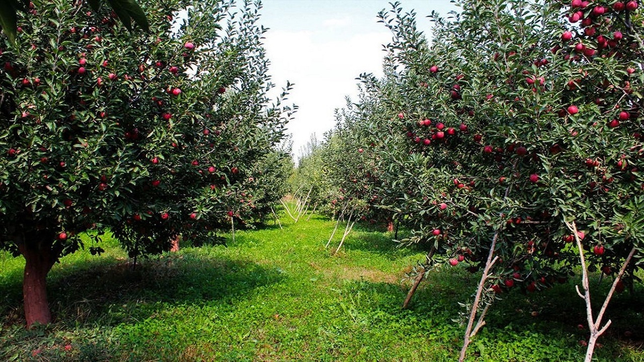 کارآفرینی مرد روستایی پیر و جوان را پای کار آورد + فیلم