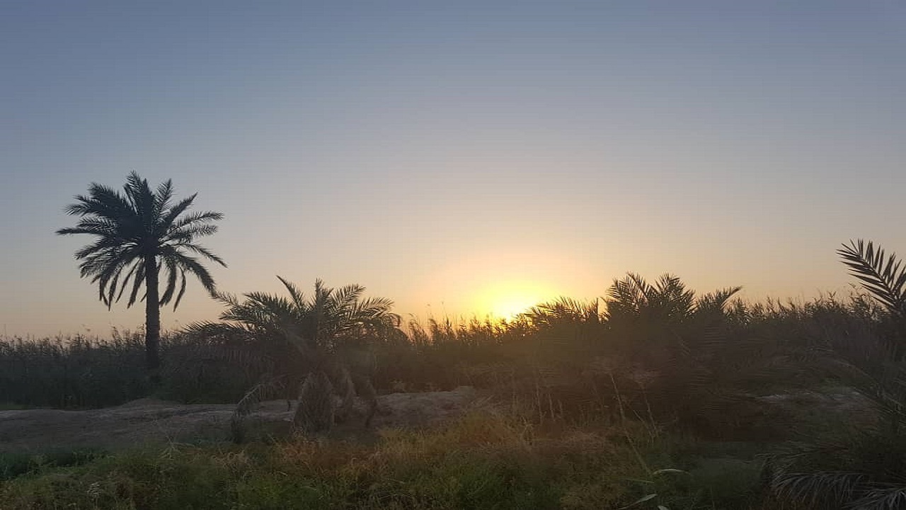 خسارت خرماهای امسال  به زودی پرداخت می شود