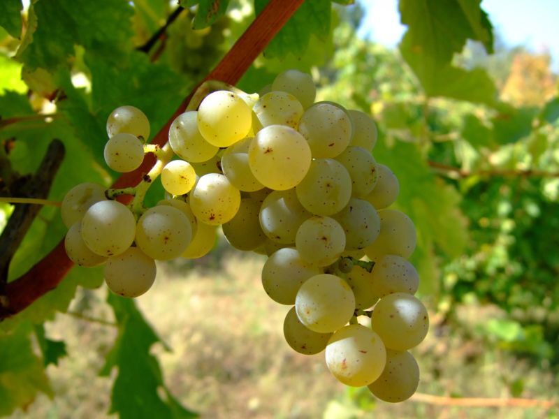 خودکفایی از دل طبیعت زیبای دشمن زیاری
