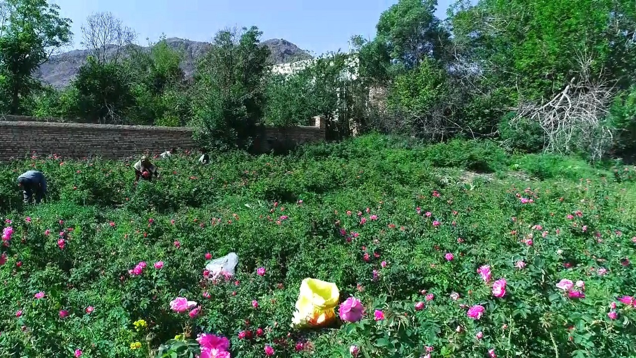 صادرات دو هزار و ۵۰۰ کیلوگرم اسانس گل محمدی از کاشان
