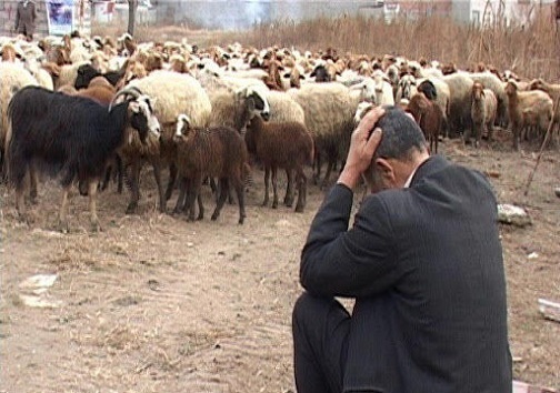 کمبود علوفه در مراتع