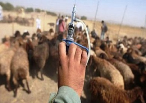 کمبود علوفه در مراتع