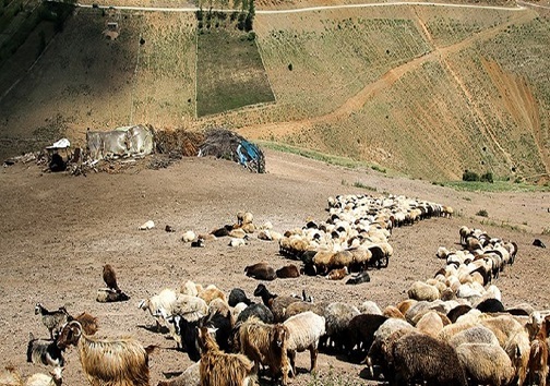 کمبود علوفه در مراتع