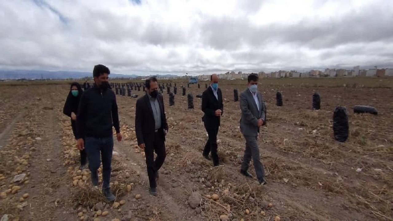 برداشت ۴۵۰ هزار تن سیب زمینی از مزارع شهرستان اردبیل